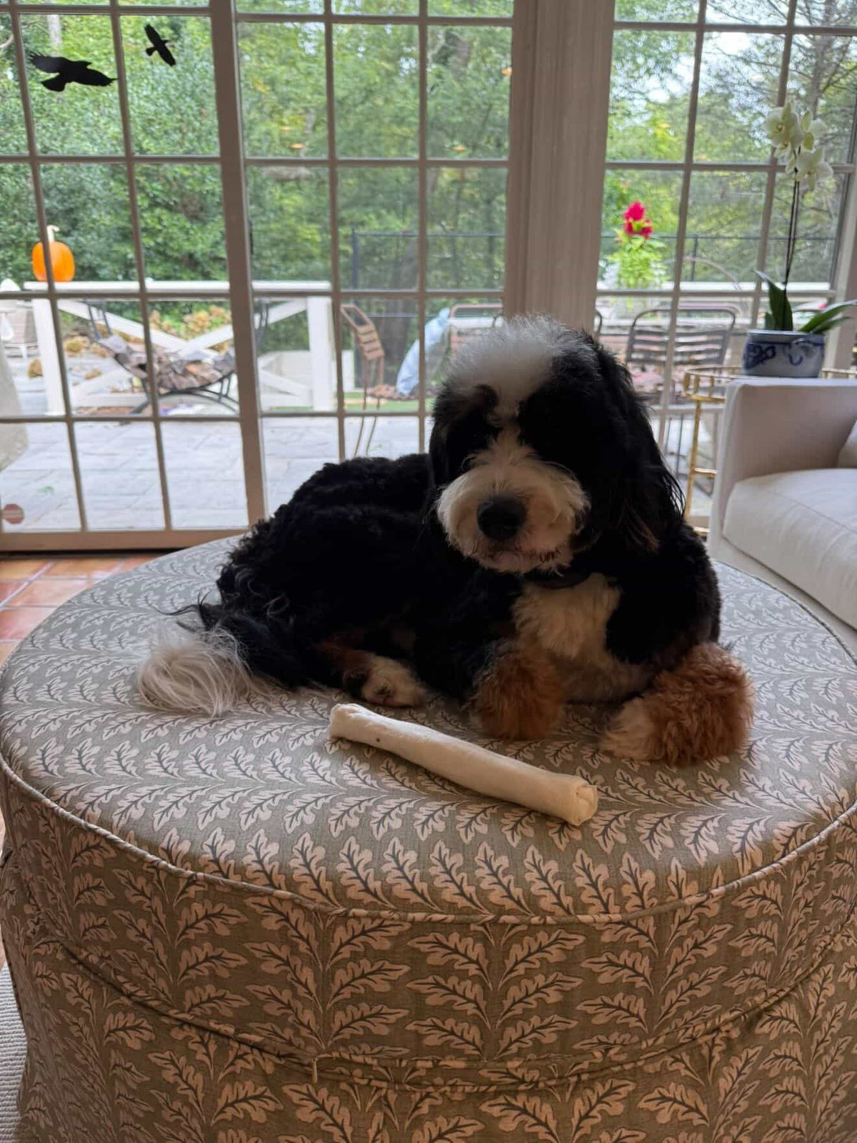 A dog relaxing on a patterned Bounder in a sunroom.